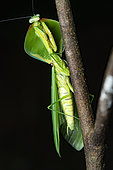 Leaf Mantis (Choeradodis rhomboidea), Belizon, French Guiana.
