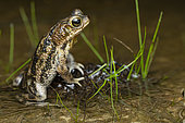 Granular toad (Rhinella merianae) on a savannah resting place, Matiti, French Guiana.