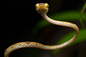 Amazon Basin Tree Snake (Imantodes lentiferus) Thin snake with big eyes looking for food, Chutes voltaire, French Guyana