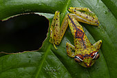 Ornate treefrog (Boana ornatissima) on a leaf near a river, Voltaire Falls, French Guiana