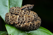 Common lancehead (Bothrops atrox) Most common venomous snake in French Guiana, Sinnamary, French Guiana.