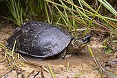 Spot-legged wood turtle (Rhinoclemmys punctularia), French Guiana
