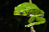 Monkey treefrog (Phyllomedusa bicolor) on a liana, Kaw, French Guiana