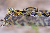 Neotropical rattlesnake (Crotalus durissus) Rattlesnake in a savannah, Kourou, French Guiana