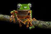 Tiger-striped leaf frog (Callimedusa tomopterna) on a liana, Kaw, French Guiana