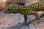 Annulated Gecko (Gonatodes annularis), French Guiana