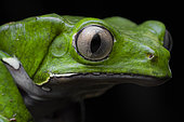Monkey treefrog (Phyllomedusa bicolor) portrait, French Guiana
