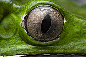 Monkey treefrog (Phyllomedusa bicolor) eye, French Guiana