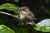 Hermit (Phaethornis sp) Small, indeterminate hummingbird resting at night, Kourou, French Guiana.