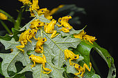 Lesser Treefrog (Dendropsophus minutus) Explosive breeding, French Guiana