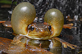 Surinam golden-eyed tree frog (Trachycephalus coriaceus), French Guiana