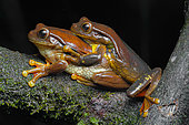 Surinam golden-eyed tree frog (Trachycephalus coriaceus) amplexus, French Guiana