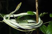 Green-striped vine snake (Xenoxybelis argenteus) liana snake resting in a shrub at night, Saül, French Guiana