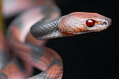 Red vine snake (Siphlophis compressus), Belizon, French Guiana