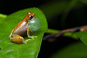 Tree frog (Dendropsophus sp) male singer of a small tree frog new to science, Rémire Montjoly, French Guiana