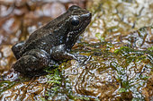 Rocket Frog (Anomaloglossus blanci) Small stream frog, Kaw, French Guiana