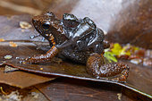 Rocket Frog (Anomaloglossus blanci) with froglets on back, Tresor, French Guiana
