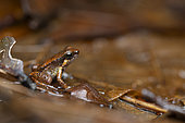 Rocket Frog (Anomaloglossus blanci) Small stream frog, Kaw, French Guiana