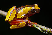 White leaf frog (Dendropsophus leucophyllatus) on a branch, French Guiana.
