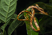 Amazon Basin Tree Snake (Imantodes lentiferus) Thin snake with big eyes resting on a tree at night, Kaw, French Guiana.