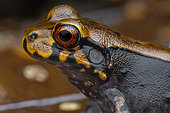 San Jose white-lipped frog (Leptodactylus stenodema) juvenile, Belizon, French Guiana