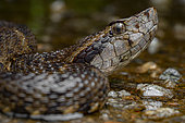 Grage commun (Bothrops atrox) serpent venimeux traversant la route, Sinnamary, Guyane Française