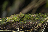 Cabrera's Slender-legged Treefrog (Osteocephalus cabrerai) Lichen frog in its environment, Sinnamary, French Guiana