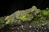 Cabrera's Slender-legged Treefrog (Osteocephalus cabrerai) Lichen frog in its environment, Sinnamary, French Guiana