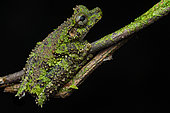 Cabrera's Slender-legged Treefrog (Osteocephalus cabrerai) Lichen frog on a branch, French Guiana