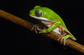 Northern orange-legged leaf frog (Pithecopus hypochondrialis) small savannah treefrog on a branch, French Guiana