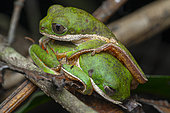 Northern orange-legged leaf frog (Pithecopus hypochondrialis) two small frogs on top of each other, French Guiana