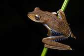Troschel's Tree frog (Boana calcarata) on a stem in a forest pond, Kourou, French Guiana
