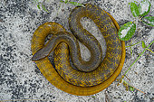 Indigo snake (Drymarchon corais) color gradient of the indigo snake, Iracoubo, French Guiana.