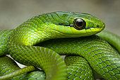 South American green racer (Philodryas olfersii) portrait, French Guiana.