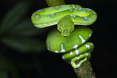 Emerald Tree Boa (Corallus caninus) stalking in the forest, Kaw, French Guiana.