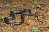 Short-snouted Marsh-Snake (Erythrolamprus breviceps) Harmless snake crossing a runway, Saint Elie, French Guiana