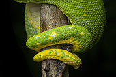 Emerald Tree Boa (Corallus caninus) Detail of the scale on the tail , Saint Elie, French Guiana.