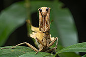 Mantis (Plesiacanthops tuberculata) portrait of a mantis at Trésor Nature Reserve, Kaw, French Guiana.