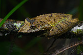 Gran Rio Snouted Treefrog (Scinax proboscideus) Long-nosed tree frog on a branch, French Guiana