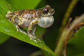 Counani Tree Frog (Dendropsophus counani), French Guiana