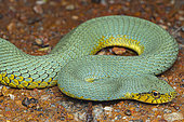 False palmviper (Xenodon werneri) Snake imitating a venomous Amazon palm viper, French Guiana.