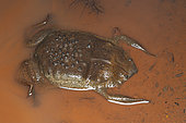 Female Surinam toad (Pipa pipa) with young on her back, Cacao, French Guiana.