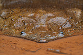 Surinam toad (Pipa pipa) portrait, French Guiana.