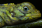 Blue-lipped tree lizard (Plica umbra) portrait, French Guiana