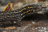 Vanzolini's Scaly-eyed Gecko (Lepidoblepharis heyerorum), French Guiana