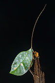Leaf katydid (Typophyllum lunatum) grasshopper imitating a leaf to perfection, Saint Laurent du Maroni, French Guiana