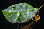 Leaf katydid (Typophyllum lunatum) grasshopper imitating a leaf to perfection, Saint Laurent du Maroni, French Guiana