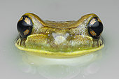 Mission Golden-eyed Treefrog (Trachycephalus resinifictrix) Kunawalu treefrog in a pond, Régina, French Guiana