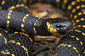 Northern coral snake (Micrurus psyches) portrait, French Guiana.