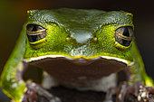 White-lined leaf frog (Phyllomedusa vaillantii) portrait of monkey frog , Belizon, French Guiana